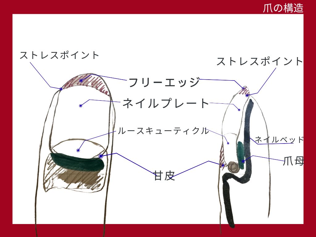 自爪育成の為のポイント