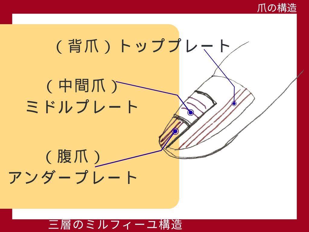 自爪育成とは？？